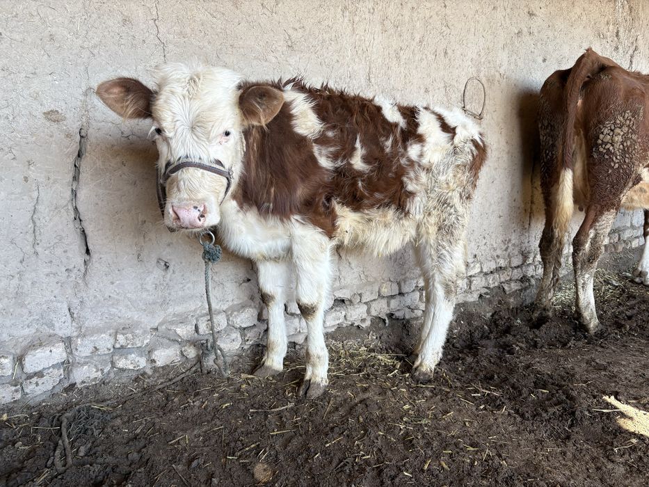 Зотдор моллар сотилади