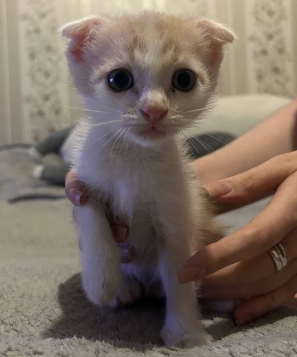 Отдам котёнка, мальчик