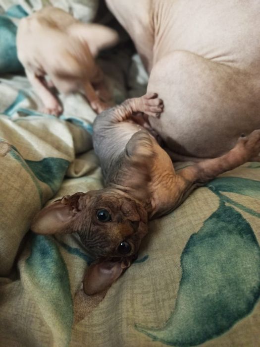 Продажа Сфинксов