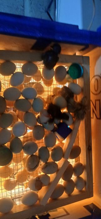 Инкубатор ясаб берамиз 12 х 220 волт