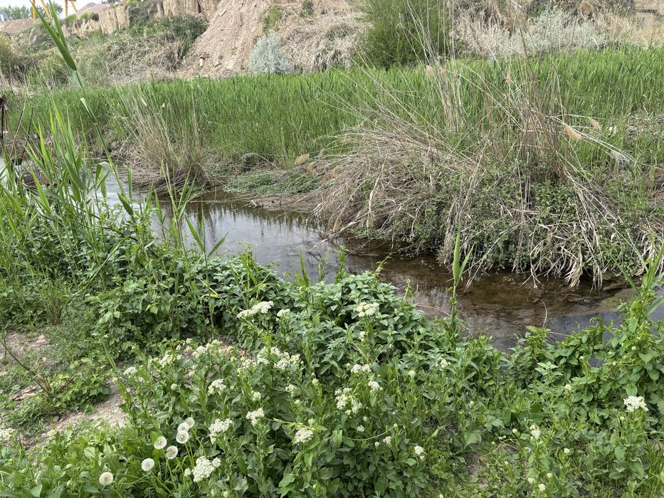 Аренда земли Ташморе 24 сотки