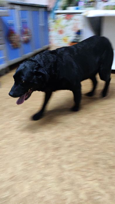 Нашлась собака черный лабрадор