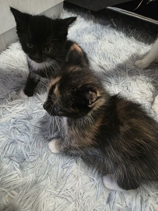 срочно отдам котят!