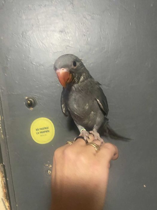 Vand perusi si zebre