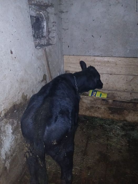 Vind Vitica Angus