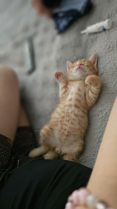 Отдам котёнка в добрые руки