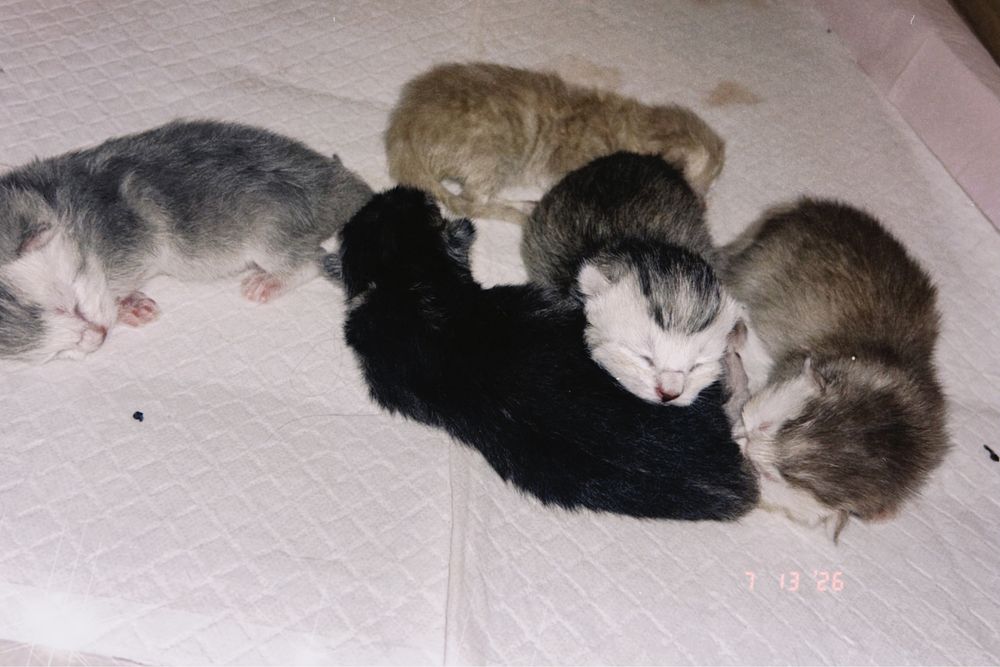Котята британские