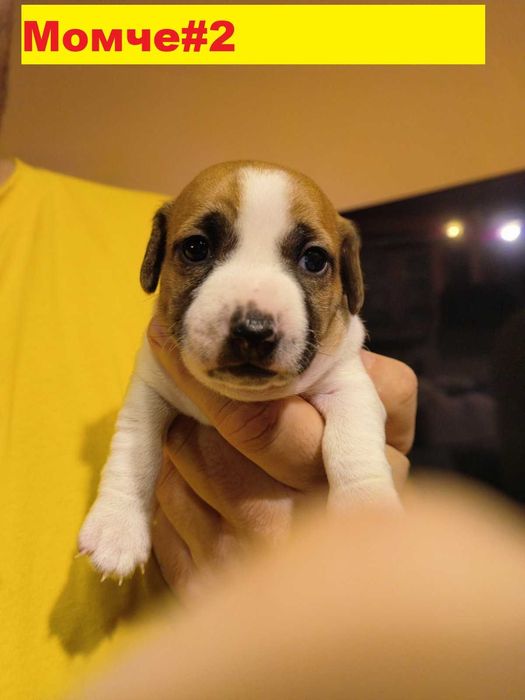 Джак ръсел бебета