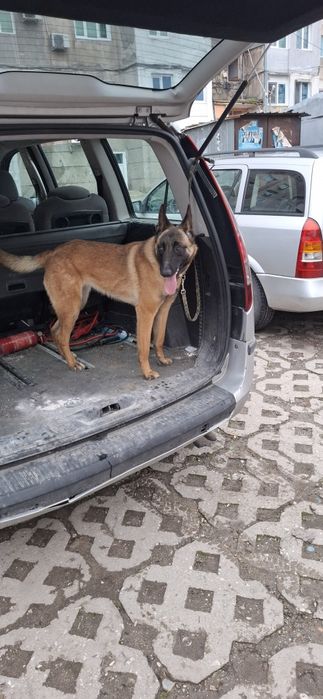 Белгиска овпарка малиноа