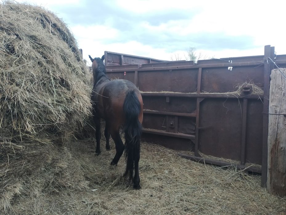 Жылқы сатылады құнан