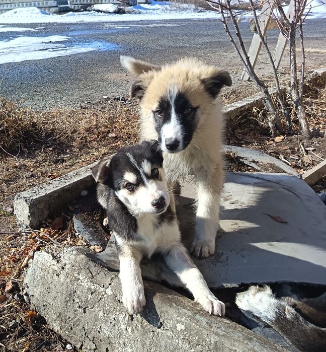 Отдам в добрые руки