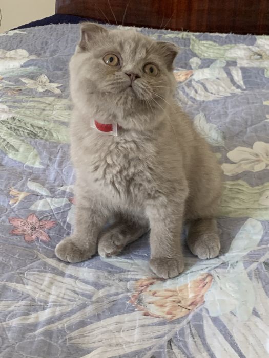 Продается котенок .Девочка