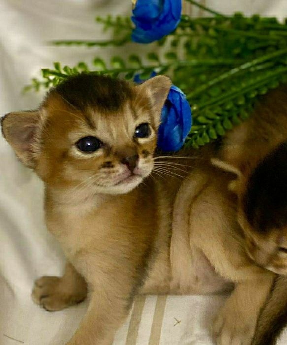 Абесинские котята бронь