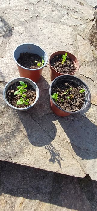 Розова алстромерия