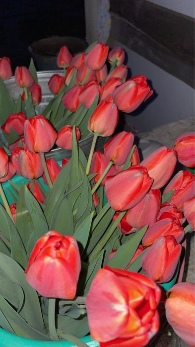 Тюльпаны с огорода