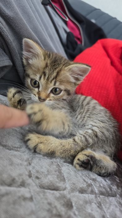 Отдам в добрые руки. Котенок Мальчик
