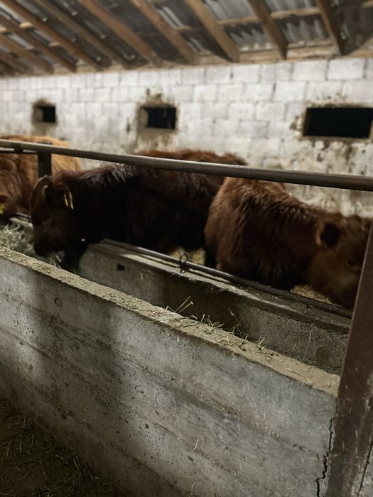 Подсостар сатылады