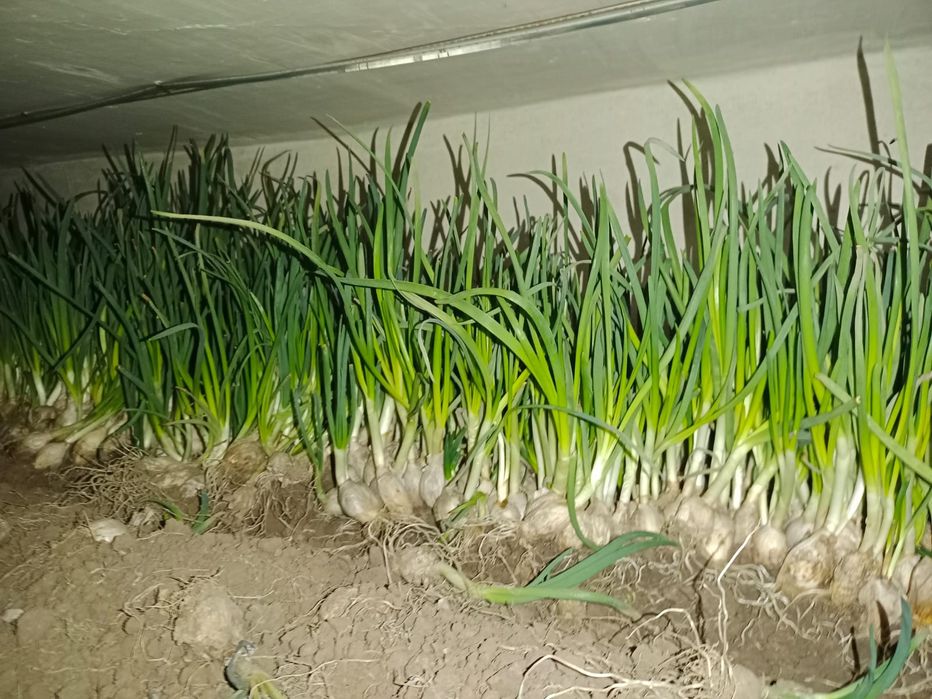 Срочно продам лук, цена договорная