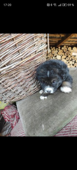 Catelusa de talie mare