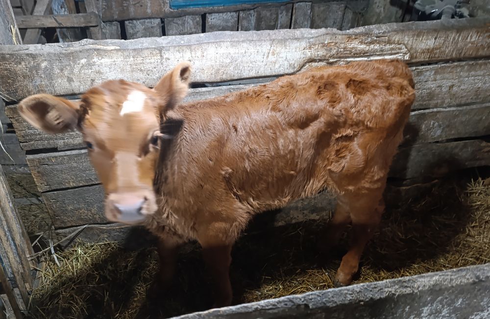 Продам телёнка (бычёк)