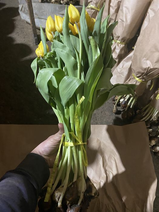 Местные Тюльпаны по СУПЕР цене!