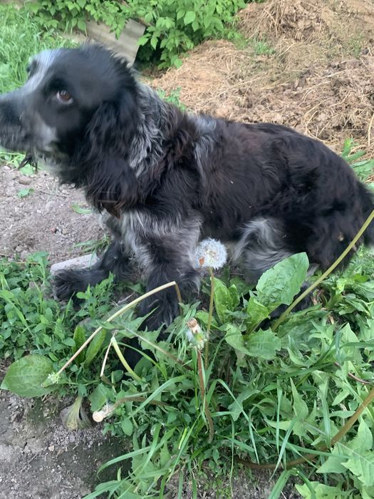 Руский спанель