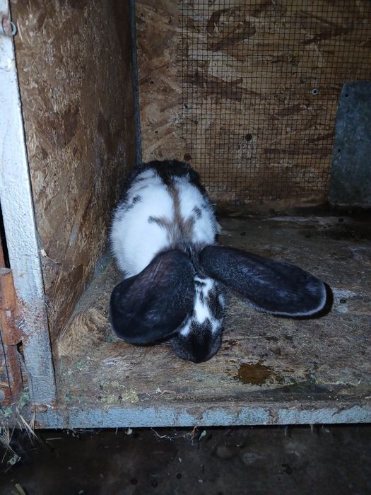 Iepuri de vinzare uriaș german și fluture