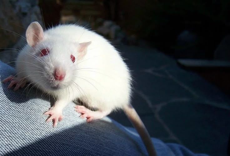 Декоративные крысы