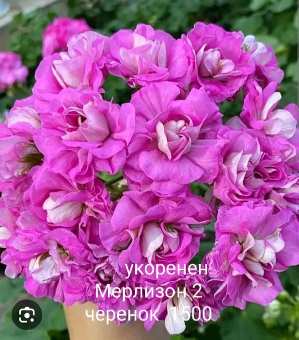 Комнатные растения