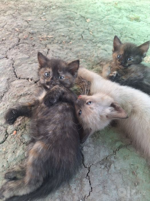 Котята бесплатно