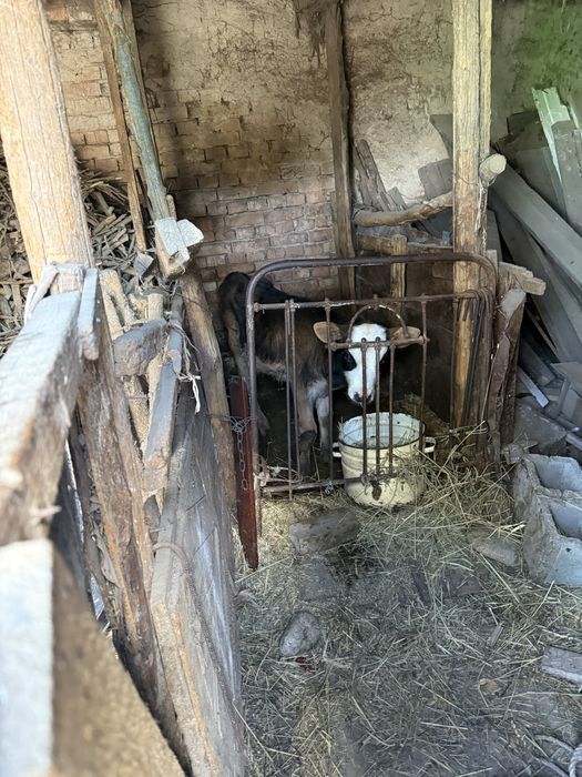 Домашняя корова с теленком