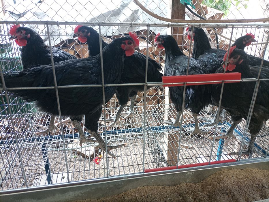 Cocoș Australorp