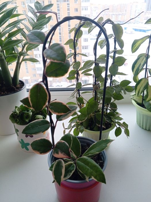 Продам цветы Хойи