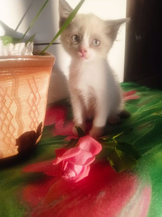 Котята в хорошие руки