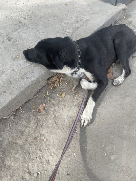 Ищем дом для Берты!!!и хорошего хозяина!!!