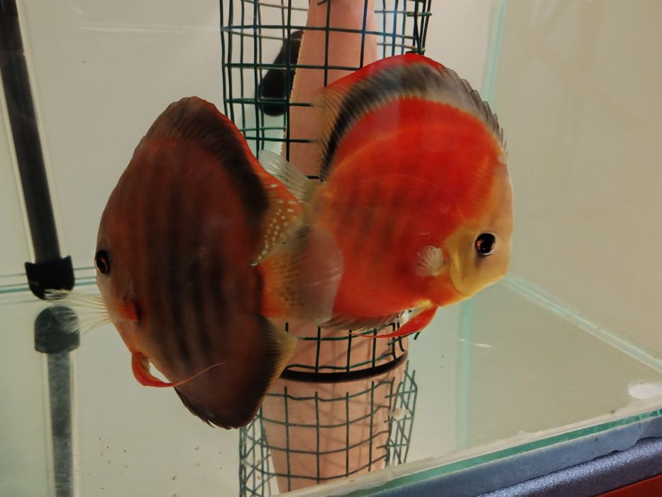 Дискуси-малки риби.