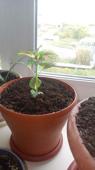 Продам цветы комнатные