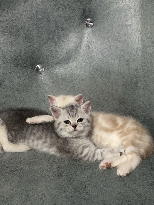 Mushukchalar sotiladi skotish strayt va britanskiy shinshilla