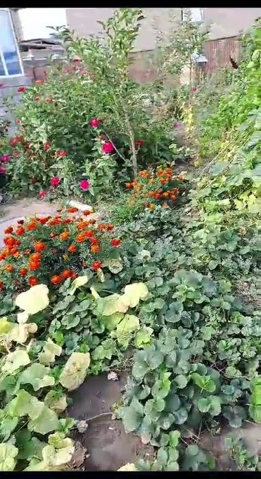 Продам жастар 1. времянку люкс