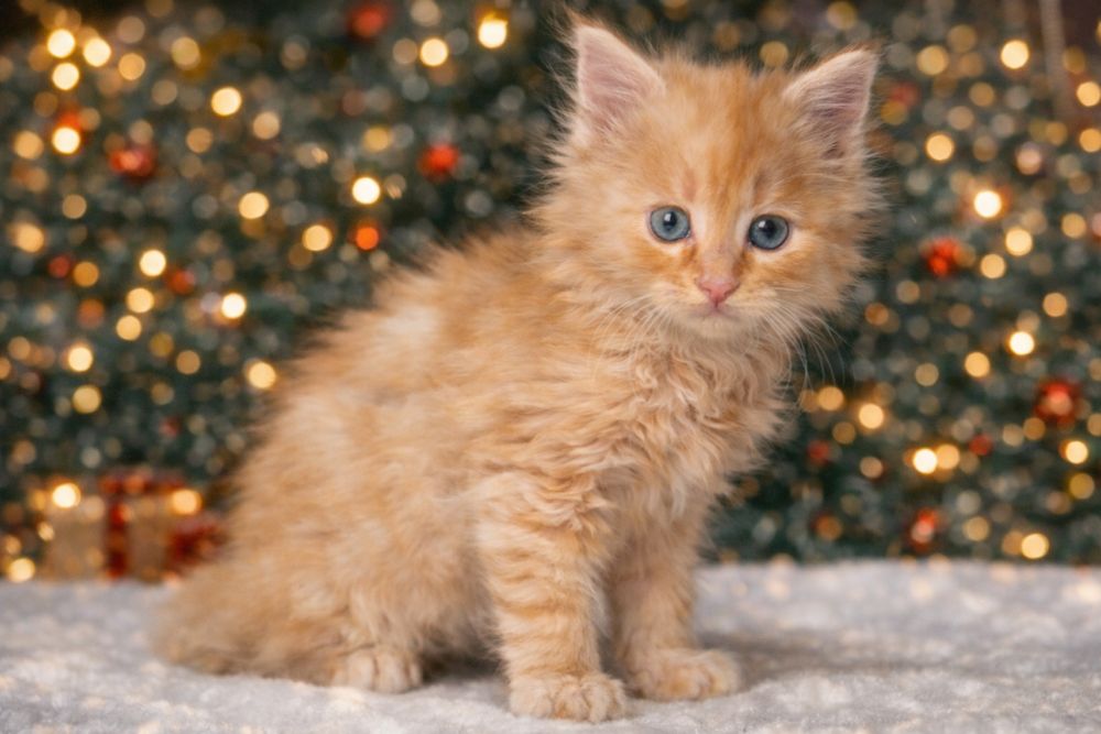 Котята мейн-кун.