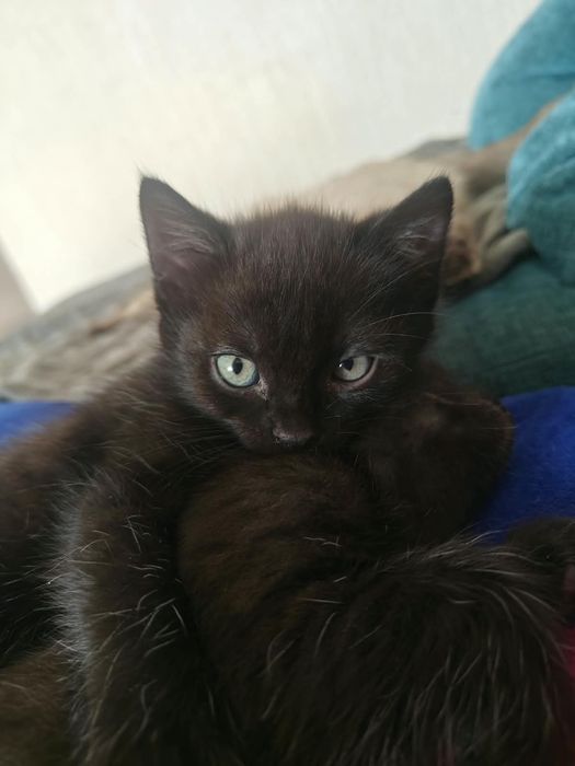 Отдам котенка 1 месяц