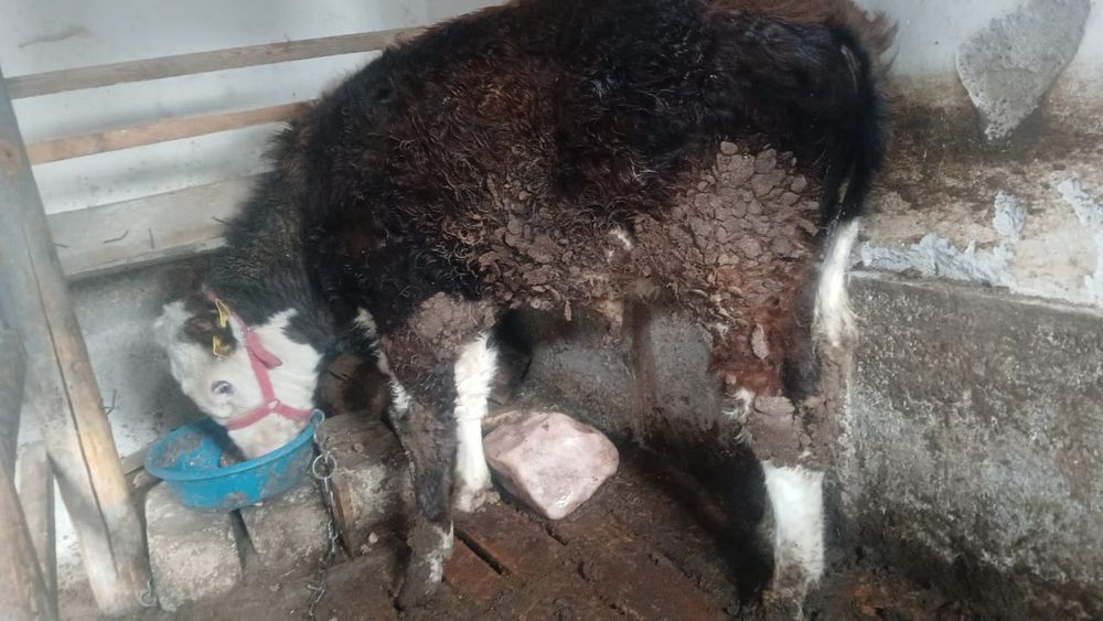 Ақ бас бұзау жемде тұр.