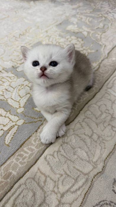 Котята Британской шиншилы