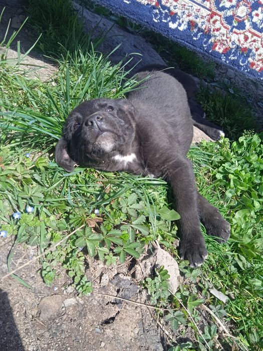 Щенки, малинуа 2,5 месяца