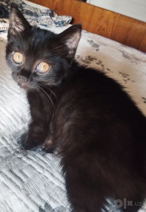 Кошечка Мия (3 мес)
