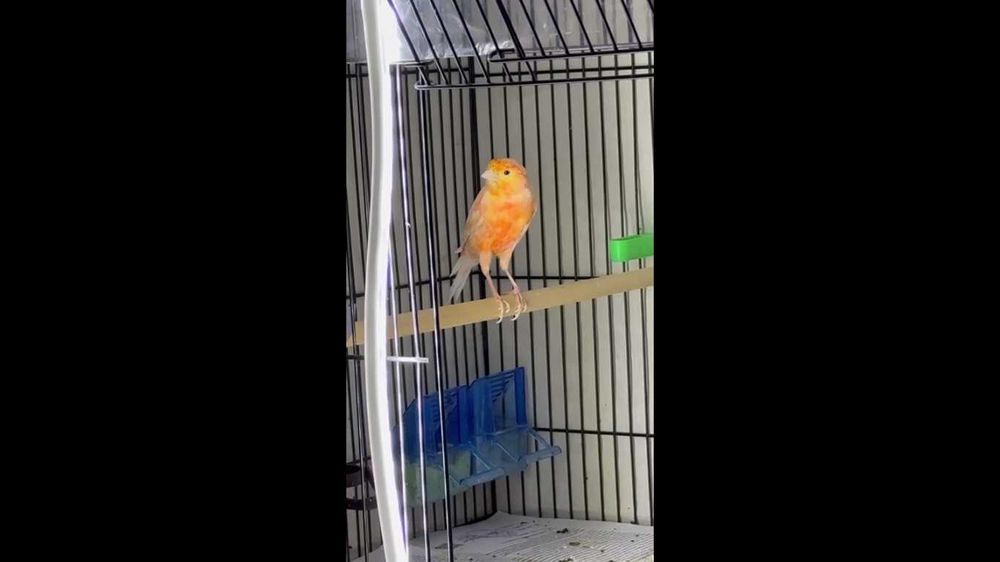 kanareyka nar sotiladi 2 ta