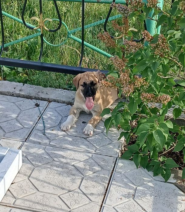 Отдам щенка дворняги
