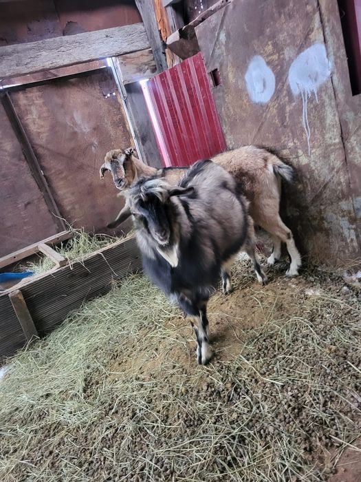 Продам козла  породы