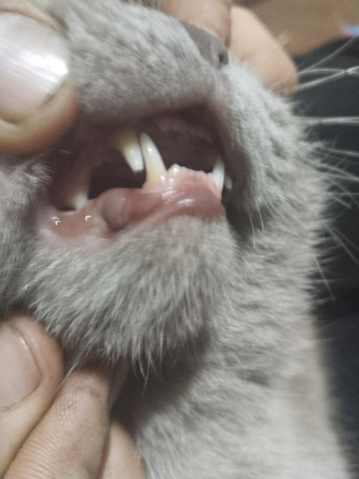 Mushuk sotiladi tezkorlik bilan zoti beritish mix