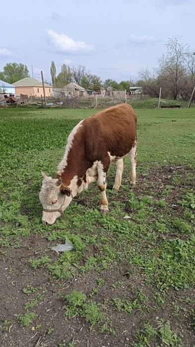 Екі өгізше сатылады.